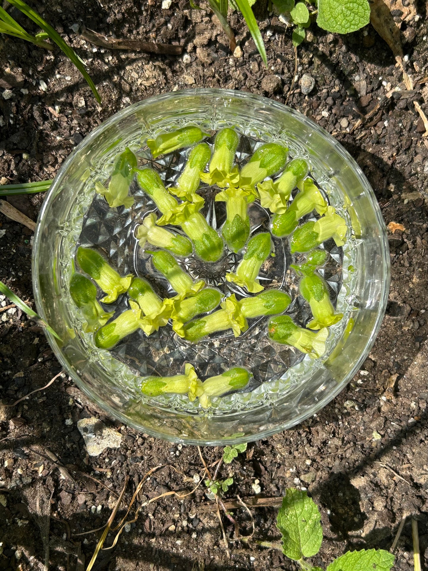 Ceremonial Tobacco Flower Essence