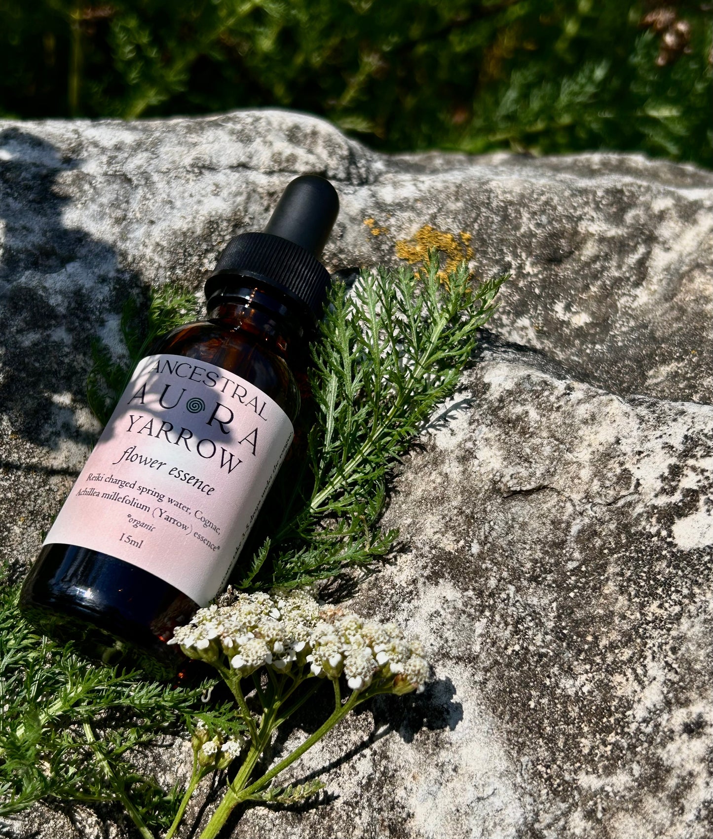 Yarrow Flower Essence